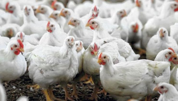 تولید ۱۲ هزار و ۷۱۳ تن گوشت مرغ در خراسان رضوی