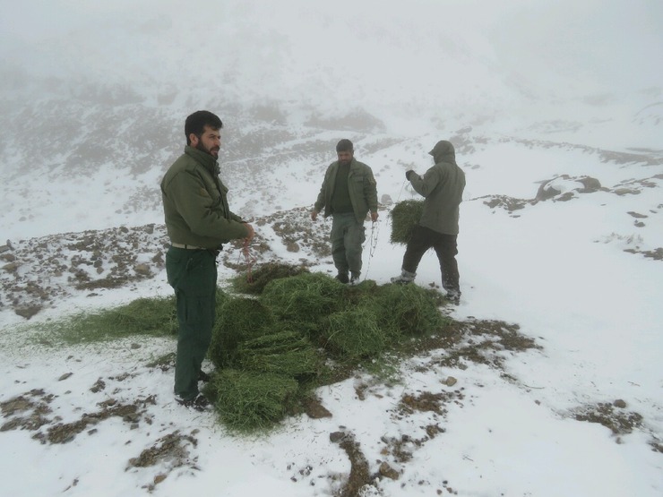کمک محیط‌بانان به مناسب سازی زیستگاه پلنگ ایرانی در روز‌های برفی