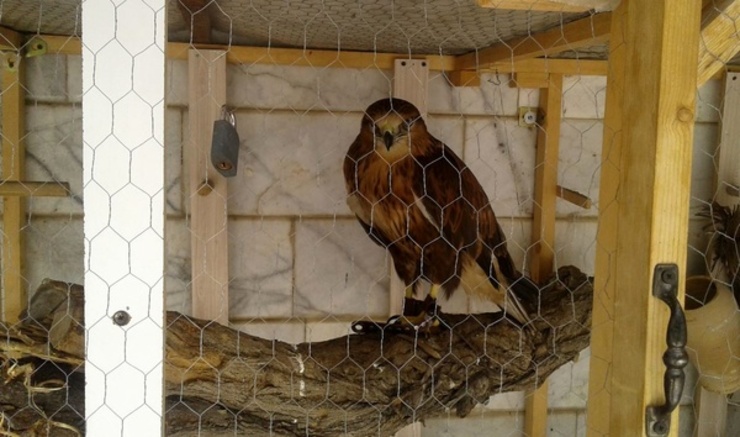 دو بهله پرنده ارزشمند شکاری در مشهد کشف شد