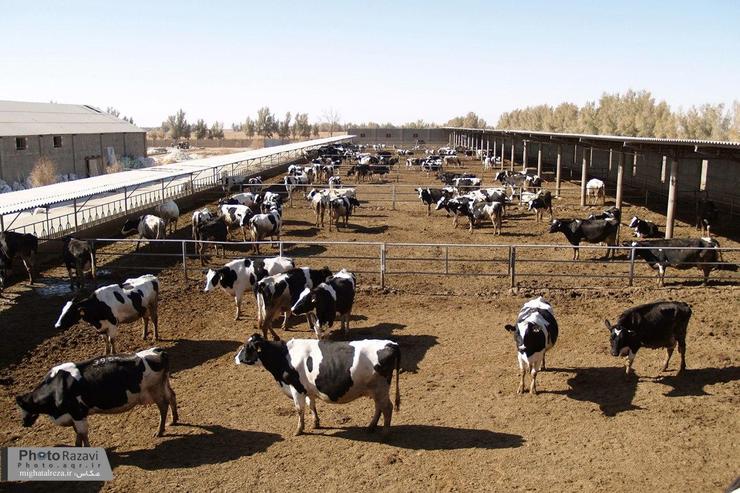 ۱۰ درصد از شیر کشور در خراسان رضوی تولید می‌شود/ کرونا کار دامداران را تعطیل نکرد