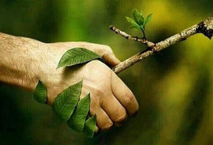 تلاش ۹ساعته برای نجات ریشه درخت بلوط + ویدئو