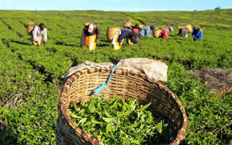 دستور جهانگیری به ۴ عضو کابینه برای تقویت صنعت چای