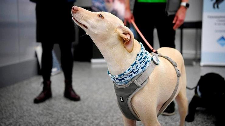 استفاده از سگ‌ها برای تشخیص مبتلایان به کرونا در فرودگاه فنلاند + فیلم