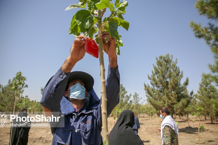 کاشت ۲هزار درخت  در مشهد به یاد شهدا در روز درختکاری