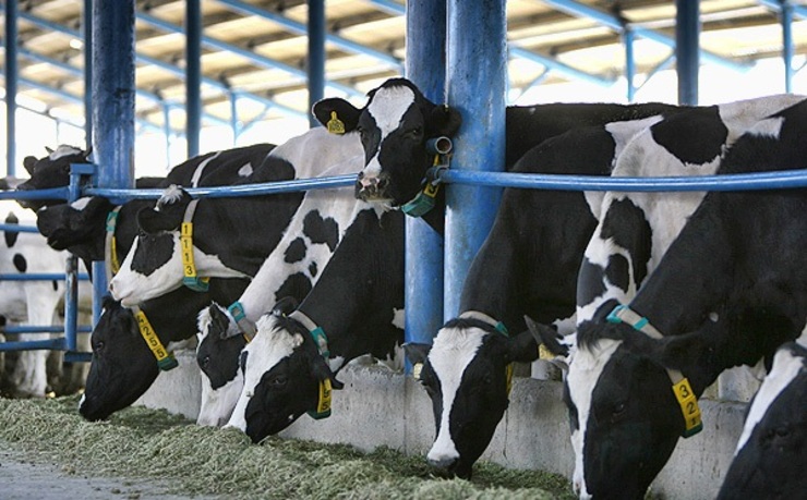 افزایش قیمت شیرخام از سوی دامداران واقعیت ندارد