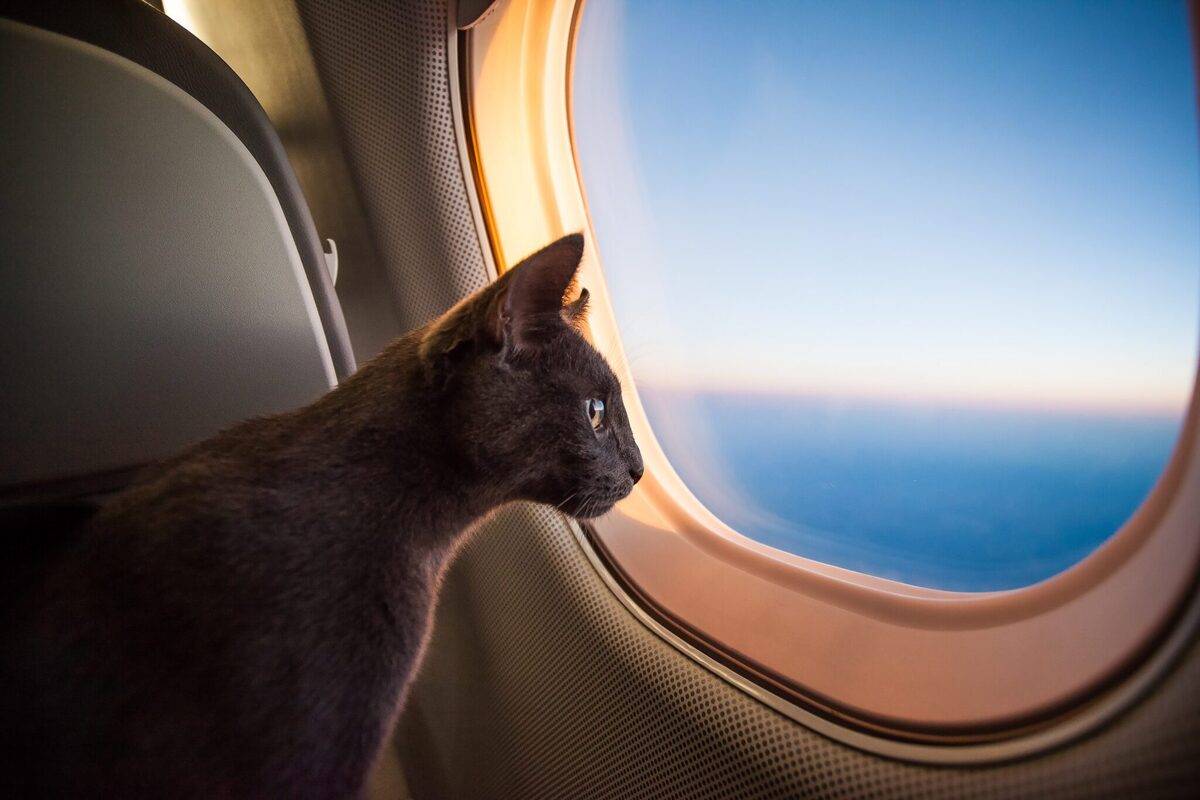 ویدئو| حضور گربه در داخل کابین هواپیمای مسافربری