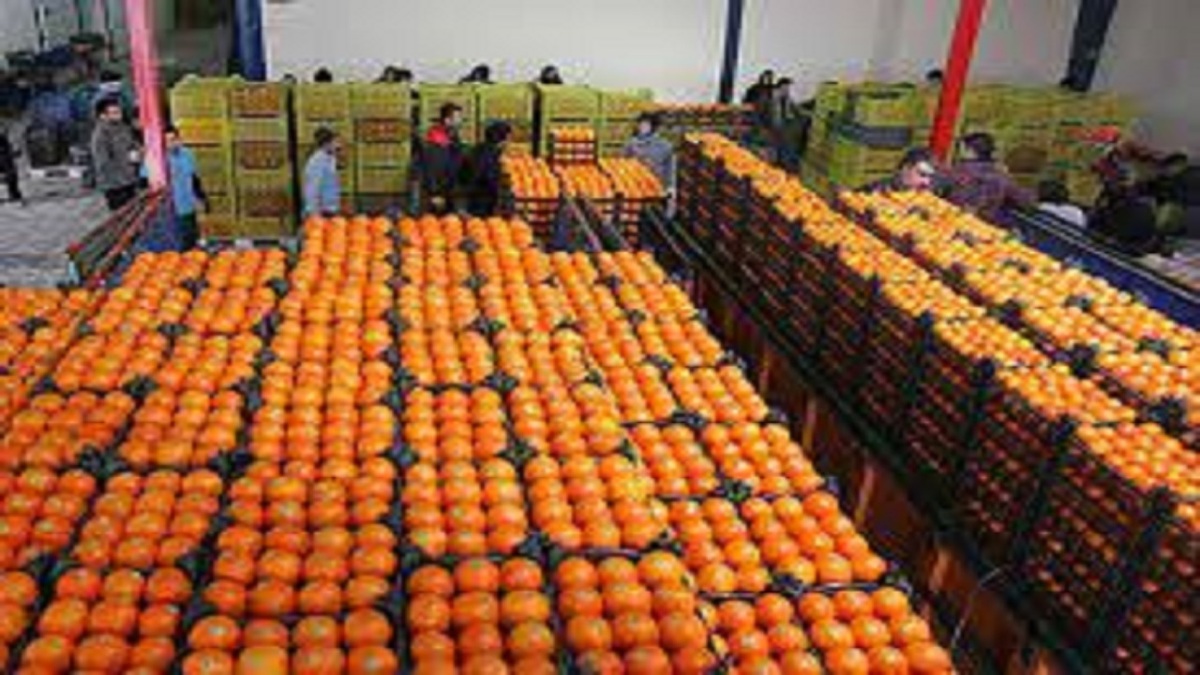 قیمت میوه تنظیم بازار در مشهد چه زمانی اعلام می‌شود؟ (۲۱ اسفندماه ۱۴۰۱)