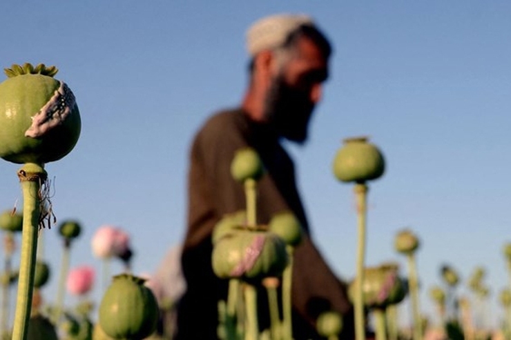 سازمان ملل: درآمد طالبان از مواد مخدر در سال اول تسلط‌شان سه برابر شده است