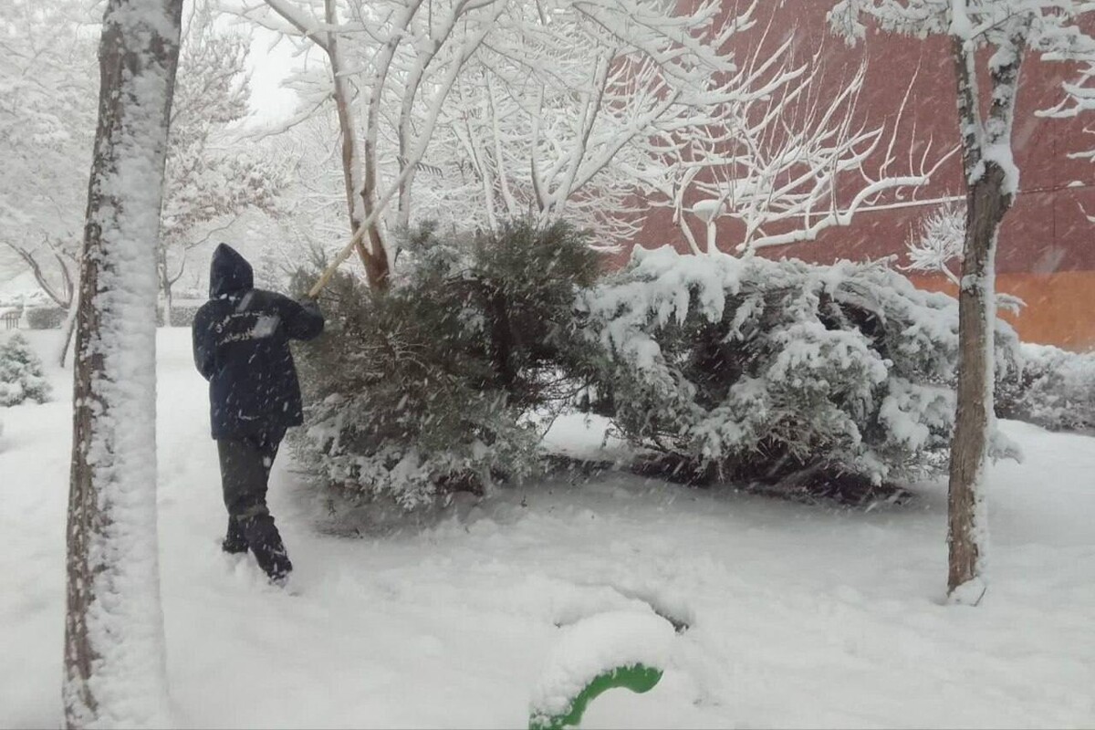 جمع‌آوری ۳۲ مورد درخت و سرشاخه سقوطی بر اثر بارش برف روزگذشته (۱۴ بهمن ۱۴۰۲)