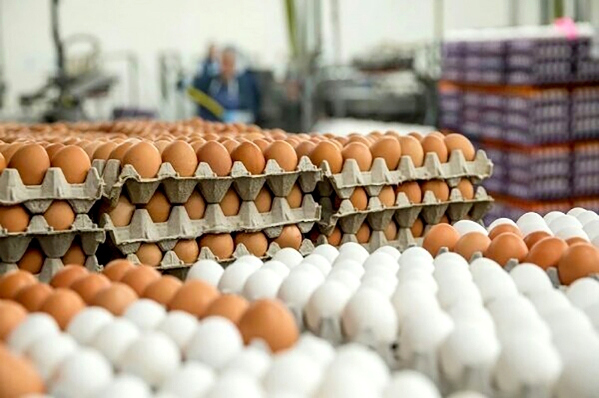 توقف صادرات تخم‌مرغ طی یک هفته اخیر در راستای تنظیم بازار