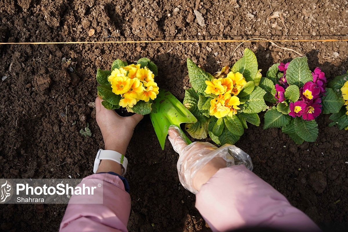 کاشت ۱۲ هزار بوته گل در مناطق شهرداری مشهد توسط مردم