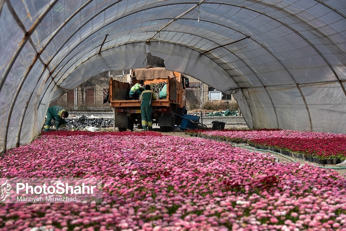 عطر و رنگ گل‌های بهاری در شهر پیچیده است | مشهدالرضا(ع)، مهیای میزبانی از زائران و مسافران نوروزی