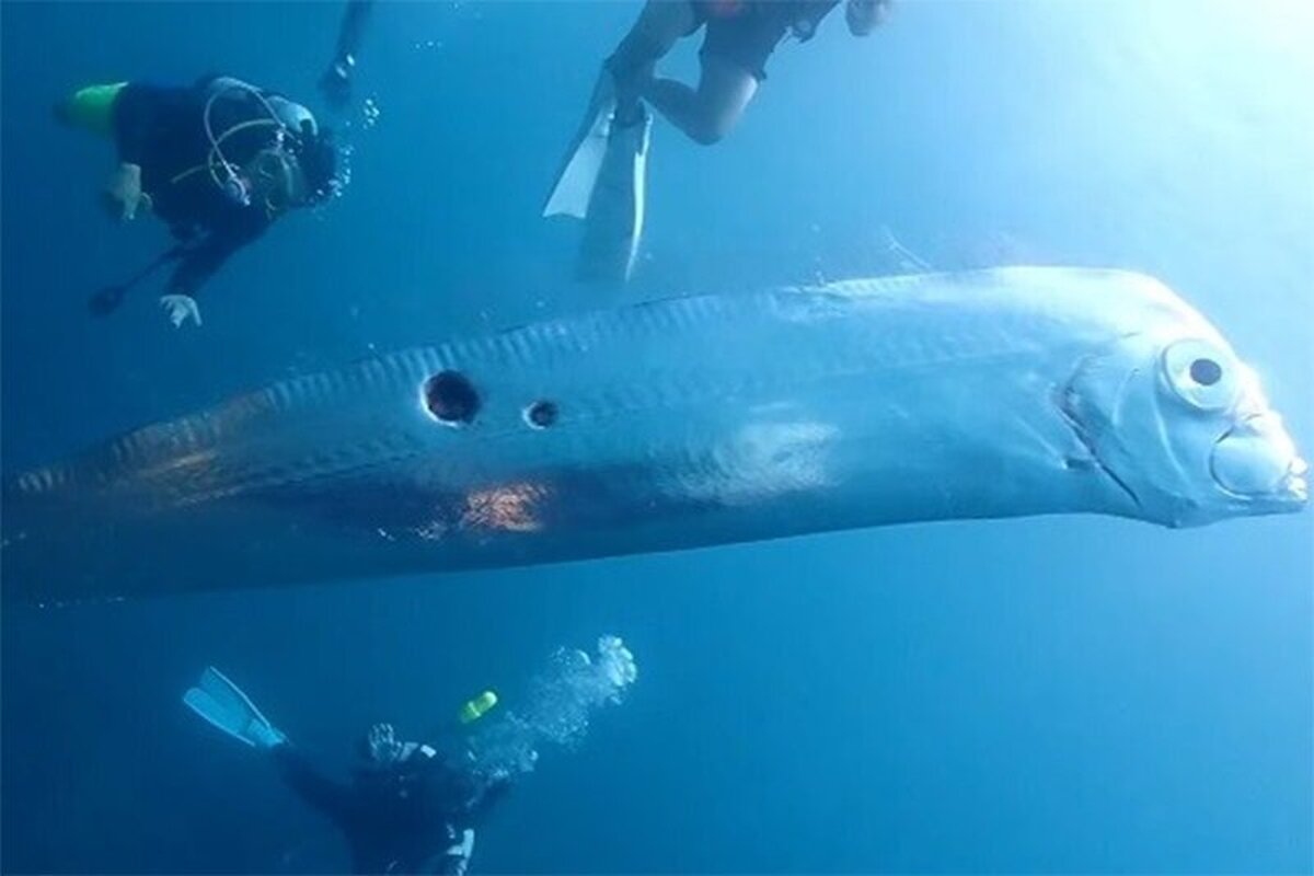 ویدئو| تصاویر یکی از عجیب‌ترین ماهی‌های جهان
