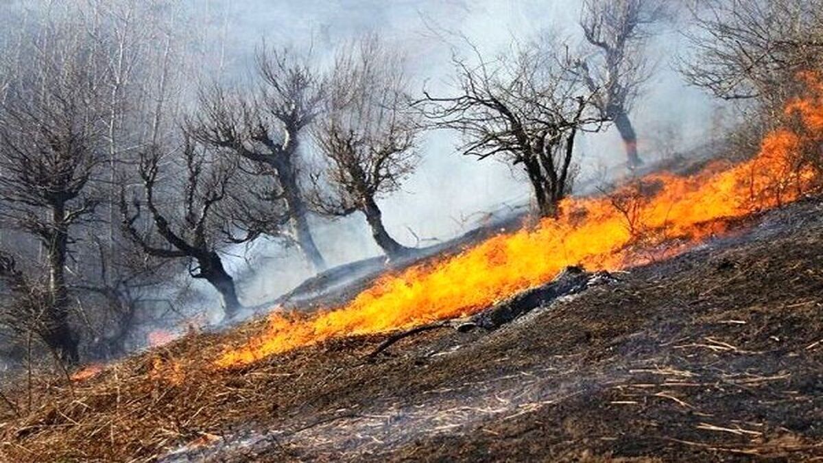ویدئو| تصاویر هوایی از جنگل‌های زاگرس پس از آتش‌سوزی