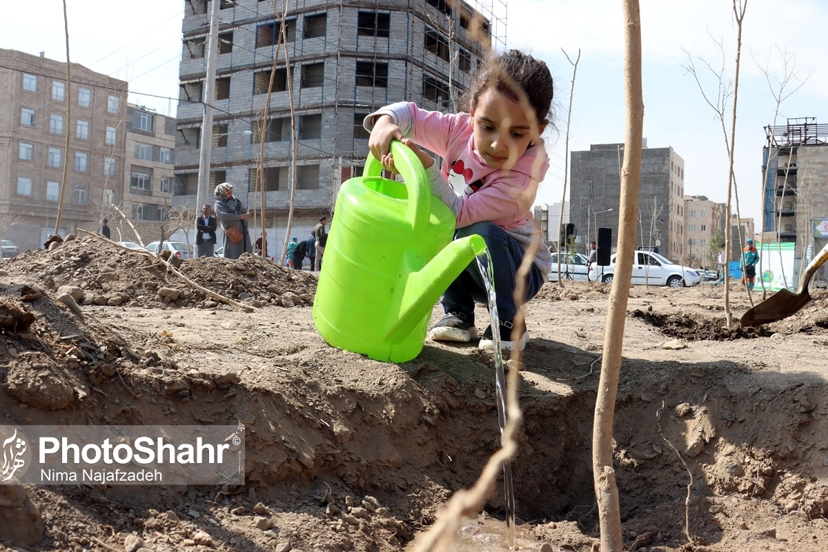 کاشت نهال رایگان مقابل منازل شهروندان مشهدی با ثبت درخواست در سامانه فضای سبز + فیلم