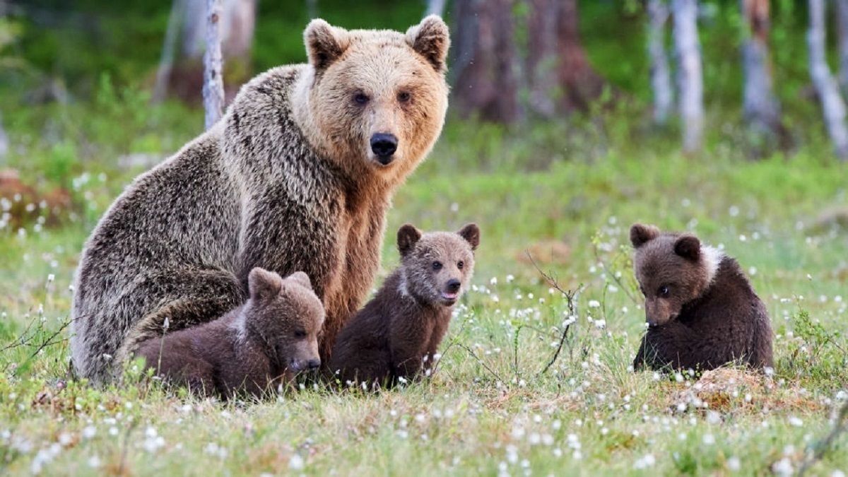 ویدئو| مشاهده یک خرس قهوه‌ای به همراه دو توله در جنگل های املش
