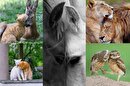 تصاویری از عشق و محبت میان حیوانات