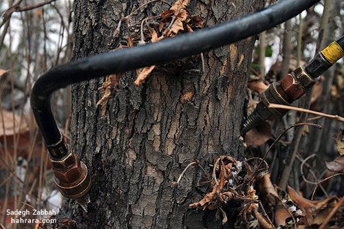 تزريق عناصر غذايي به تنه درختان