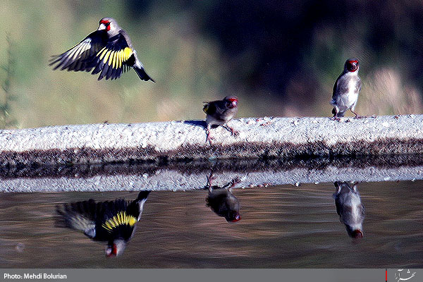 پارک ملی تندوره