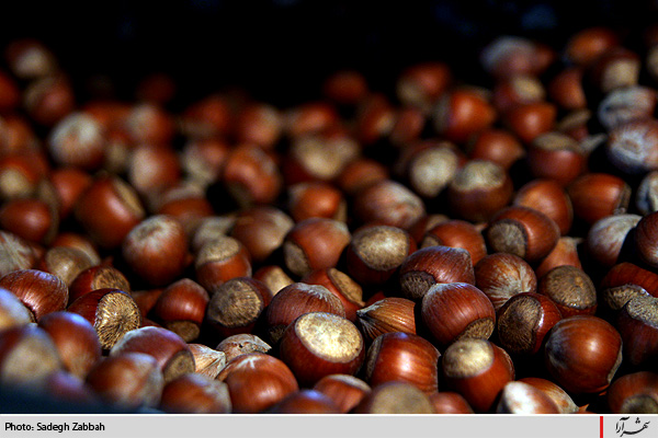 نمايشگاه عرضه مستقيم كالا