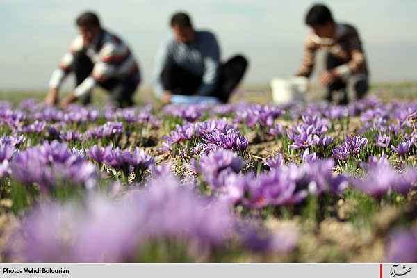 برداشت گل زعفران از مزارع