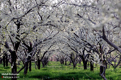 شکوفه های بهاری 