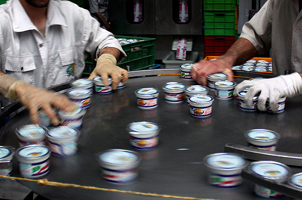 تولید محصولات لبنی