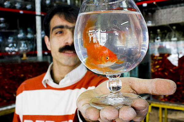 خرید ماهی قرمز در آستانه نوروز