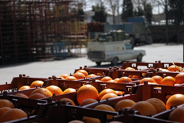 بازدید از انبار های نگهداری میوه شب عید