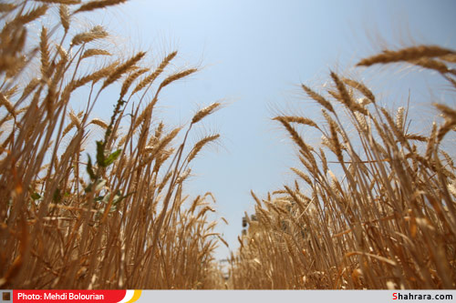 برداشت گندم از مزارع