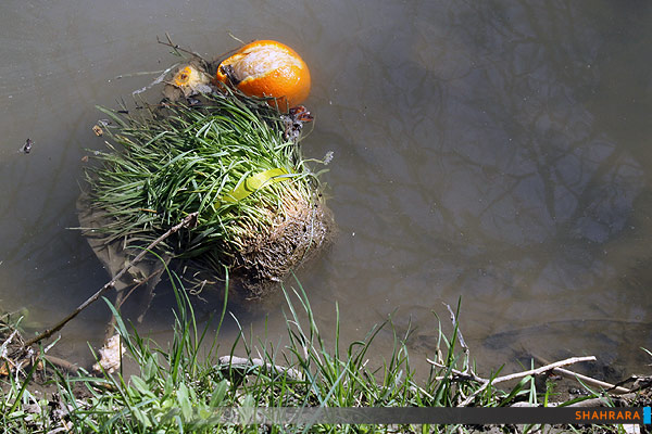 دشمنی با طبیعت