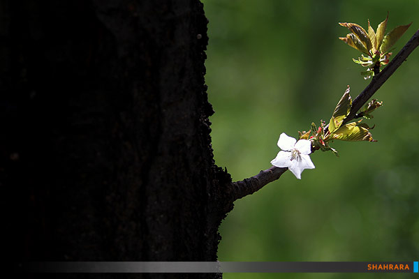 شکوفه باران بهار