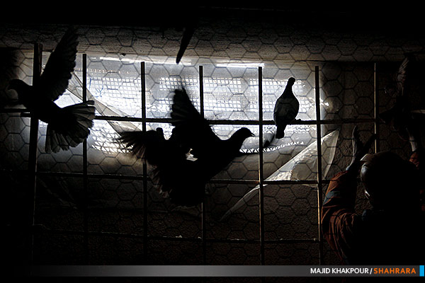 پلمپ کبوتر فروشی های متخلف