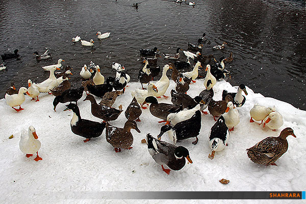 بارش برف در مشهد /3