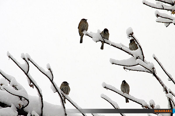 بارش برف در مشهد/1