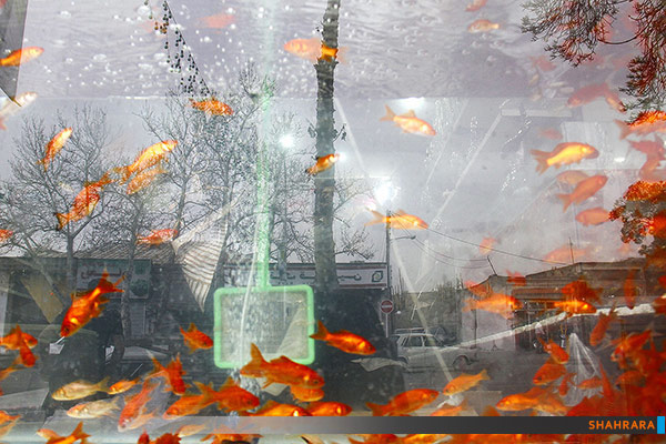 فروش ماهی قرمز