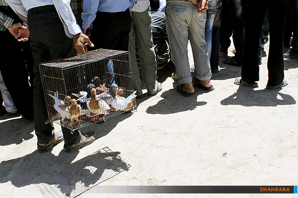 بازار پرندگان 