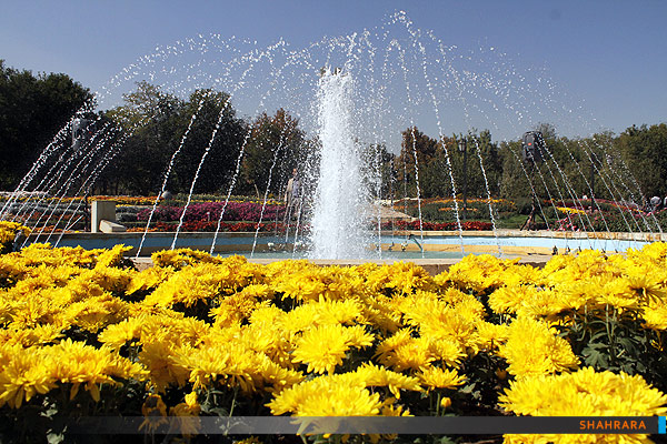 دومین جشنواره گلهای داودی در مشهد.