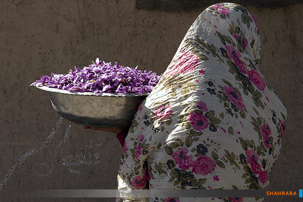 برداشت زعفران