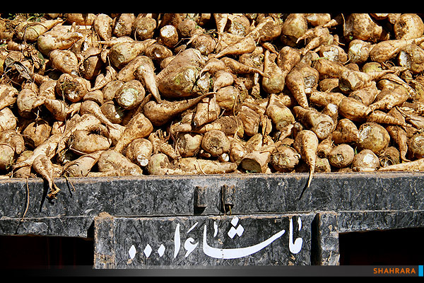 برداشت چغندر از مزارع خراسان