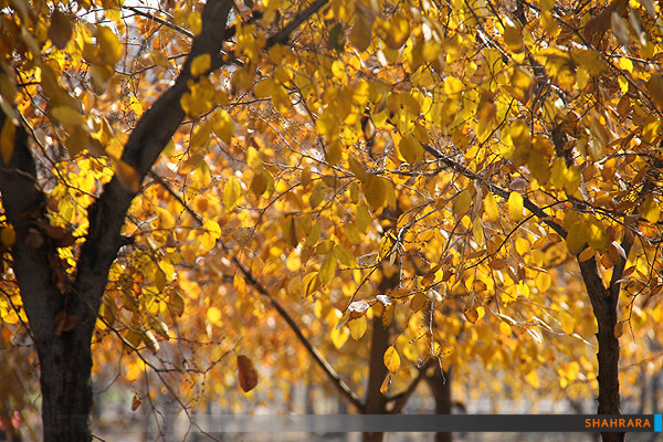 پاییز در کمپ غدیر