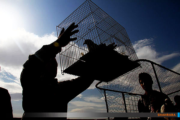 بازار خرید و فروش پرندگان