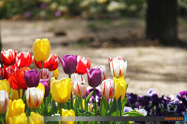 جشنواره گل های پیازی/1