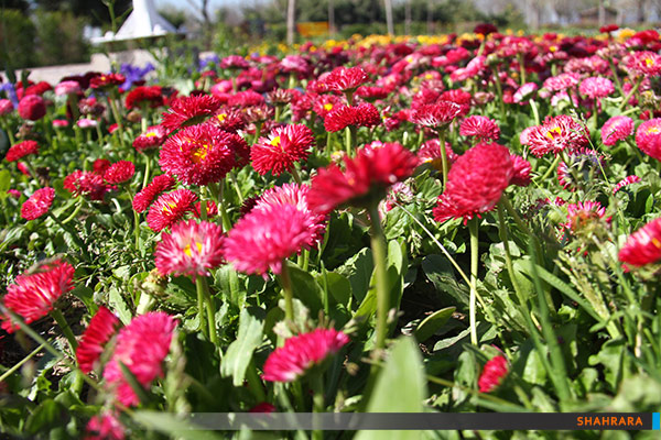 گل می روید ز باغ - منطقه 6