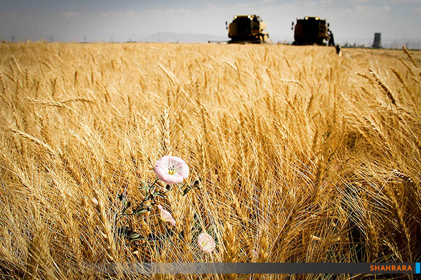 برداشت گندم 