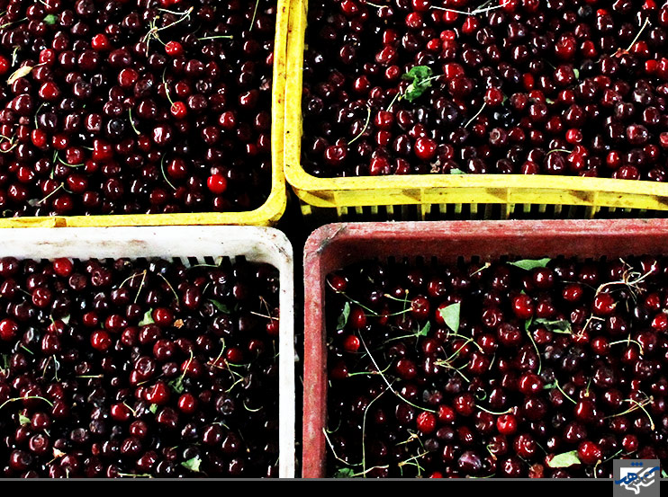 کارخانه تولید کمپوت گیلاس