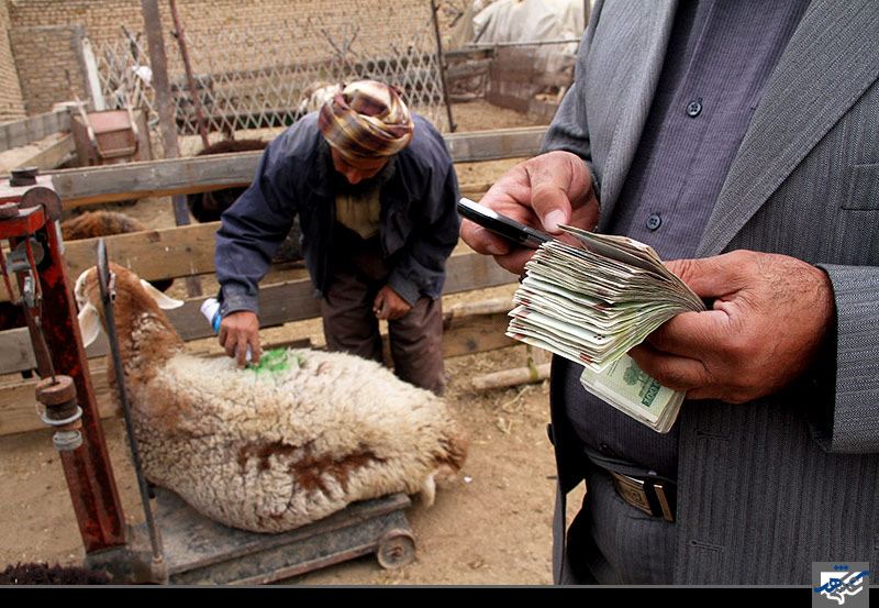 خرید و فروش دام