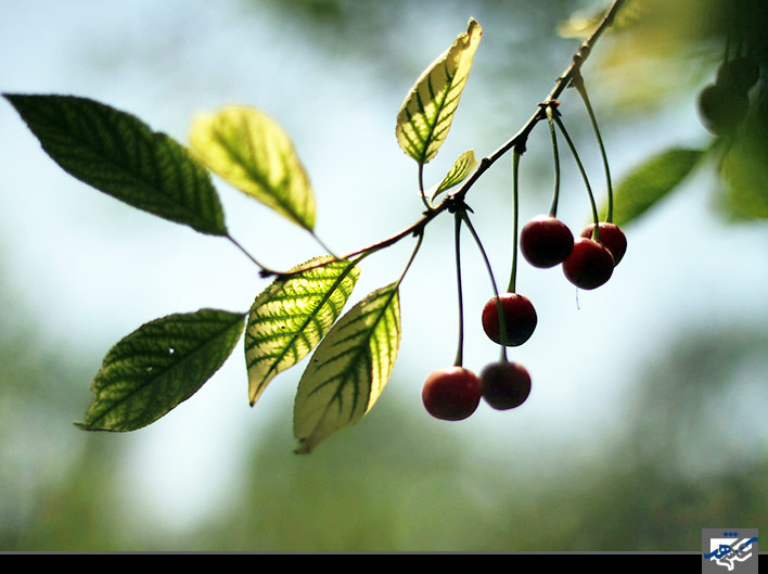 برداشت آلبالو 