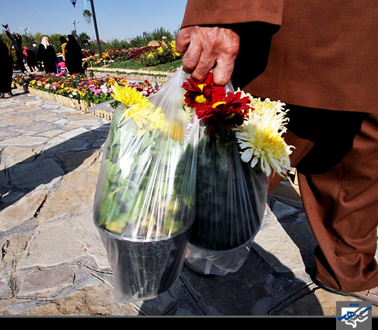 سومین جشنواره گل های داوودی/1