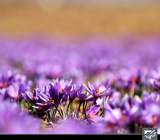 برداشت زعفران 